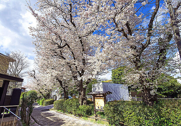文学の道
文学の道まで80m 桜並木が彩る「文学の道」 沿道には「桜土手公園」が続き、市川ゆかりの文学者と作品の紹介板が設置されています。