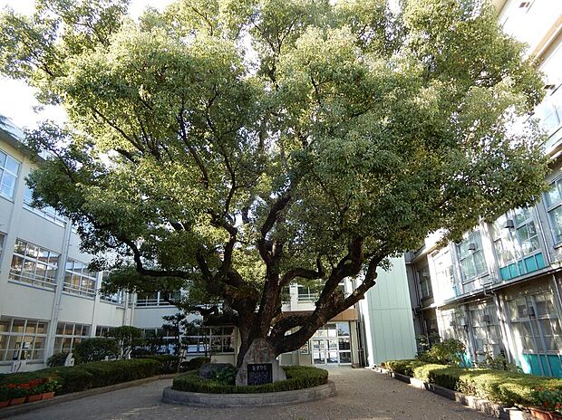 加古川市立別府小学校(約490m)