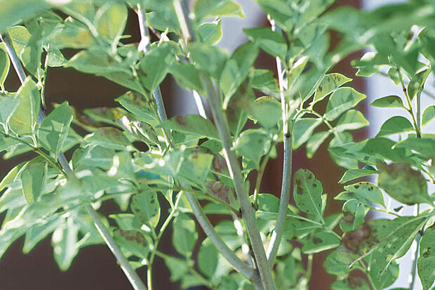 【【四季を感じるシンボルツリー】】春の芽吹きや秋の紅葉など、季節の移ろいを身近に感じさせてくれます。家族の成長とともに時を重ね、日々の暮らしに彩りとやすらぎを添える、わが家だけの特別な存在です。