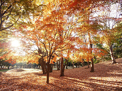 府中の森公園 750ｍ(徒歩10分)