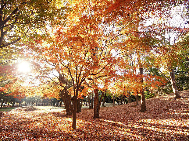 府中の森公園(約750m)