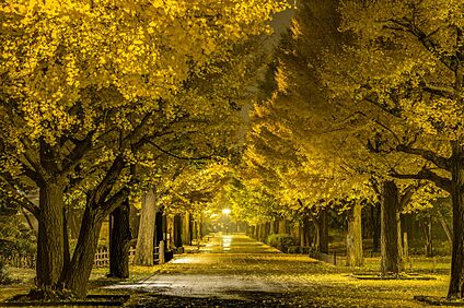 光が丘公園 800m(徒歩10分)