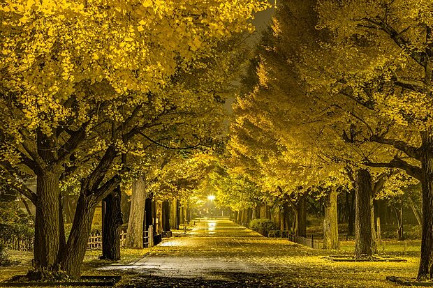 光が丘公園(約800m)