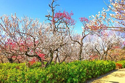 羽根木公園 徒歩1770m