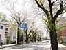 周辺：天神山通り桜並木 (350m)
