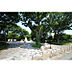 周辺：東村山中央公園