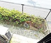 1階ベランダです