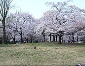 南河原公園(公園)まで20m