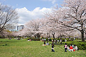 猿江恩賜公園（556m）