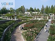 荒牧バラ公園 376m