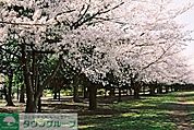 亀戸中央公園 750m