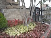 植栽
