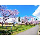 公園「運動公園南緑地まで2243ｍ」