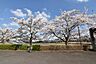 周辺：近隣の稲城中央公園の桜が満開です。周辺環境は自然であふれた気持ちのよい環境です。