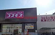 コスモス 100m