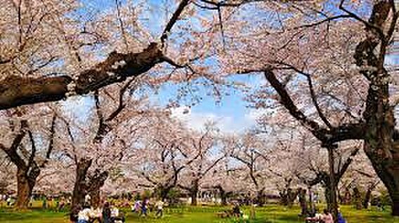 小金井公園　約...