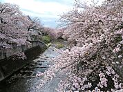 恩田川の桜並木１１０ｍ