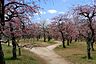 周辺：【公園】荒山公園まで1003ｍ