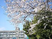 城西小学校(501m)