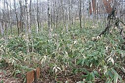 清水町字旭山　売土地の土地画像