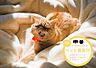 その他：リムテラスシリーズはペット飼育可能です。飼育できるペットには制限があります。詳細はスタッフまでお尋ねください。