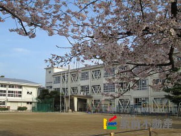 画像10:篠山小学校 校庭の桜