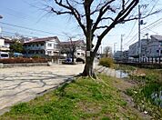 丸子川親水公園（443m）