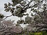 周辺：都立 小金井公園 徒歩14分。 1050m