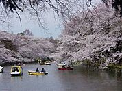 井の頭公園 510m