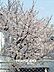 その他：■敷地内の桜は毎年満開になるため、季節を感じさせてくれます！■お花見に行く必要もないぐらい見事な桜です♪