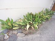 植栽