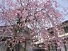 その他：春には見事な桜が庭一面に咲き誇ります！ご自宅でのお花見や、四季の彩りを感じる豊かな暮らしを楽しんでいただけます♪