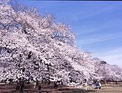 小金井公園（958m）
