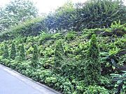 植栽