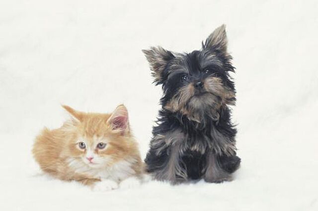 浴室 オークリッチ松原　202 2階/-