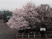 小平市立上水中学校 526m