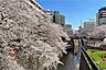 周辺：目黒川の桜並木