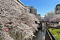 目黒川の桜並木...