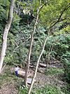 山の中の広場にも寛ぎスポット