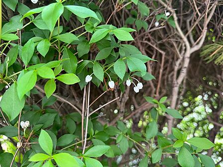 テラスに咲くドウダンツツジ現地(2026年4月)撮影