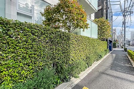 マンション前面の道路から住戸を見たカット。しっかりと植栽に覆われていて、視線は気になりません。