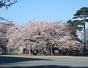 世田谷区立砧小学校（616m）