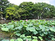 桜小路公園（724m）