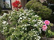 お庭のお花がきれいに咲きます♪