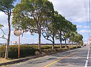 多々良川沿い遊歩道と車道