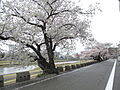 前面道路・犀川...