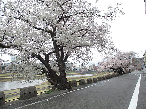 前面道路・犀川...