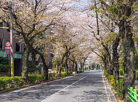 千歳通りの桜並木