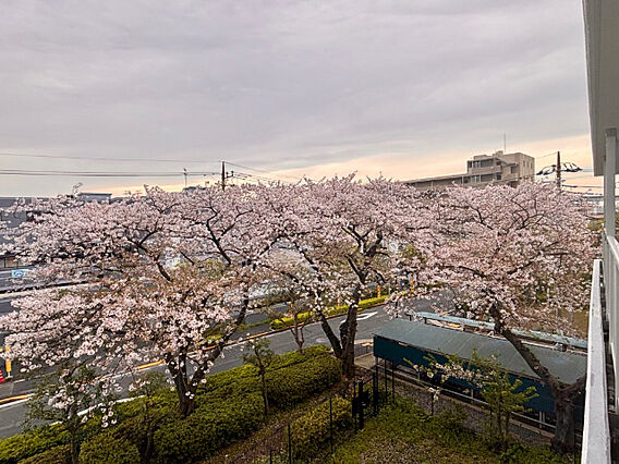 室内からも桜並...