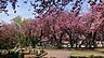 周辺：菊名桜山公園まで700m